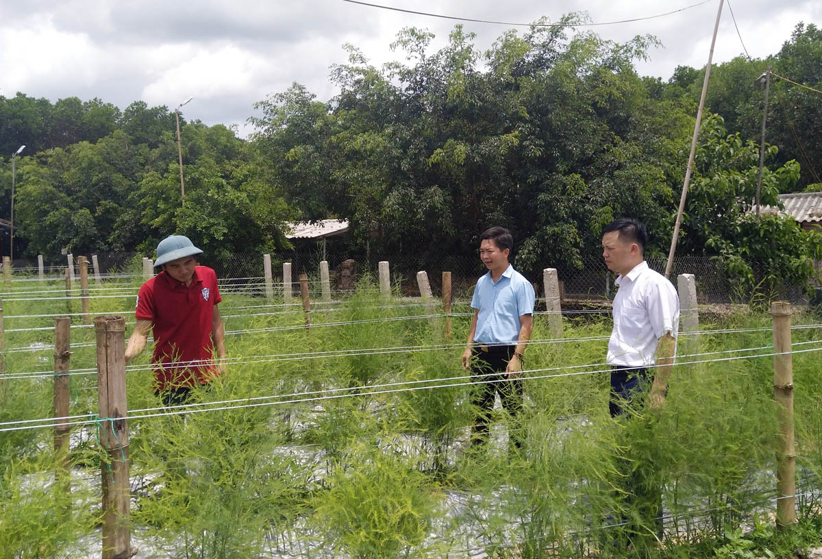 Cán bộ Hội Nông dân huyện Đầm Hà tham quan mô hình trồng măng tây của hộ anh Trương Thế Đô, xã Đại Bình.