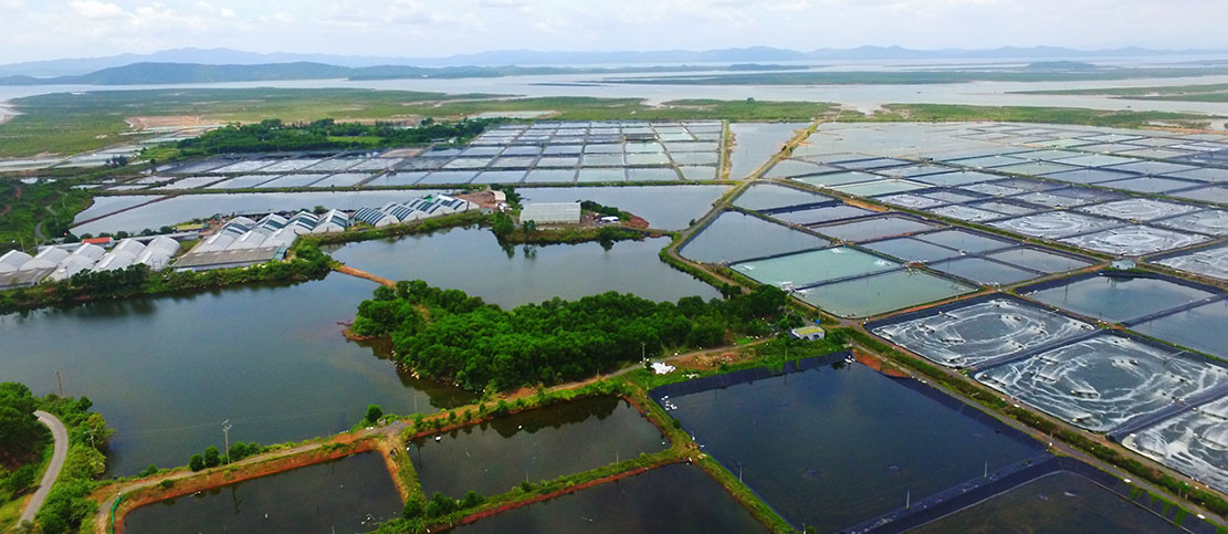 Dự án nuôi tôm công nghệ cao quy mô 128ha (quy mô ương dưỡng trên 250 triệu con giống tôm/năm) do Công ty CP Thực phẩm BIM đầu tư tại xã Đại Bình.