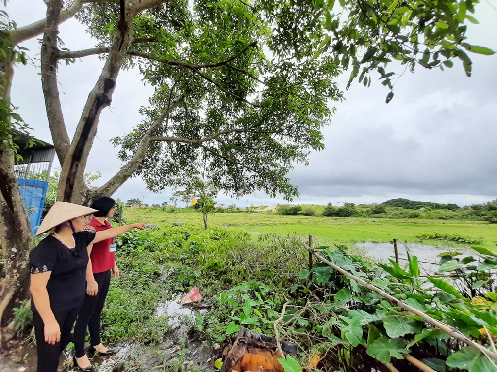  Diện tích đất nông nghiệp của gia đình bà Nguyễn Thị Lan (áo đen), phường Ninh Dương đã bàn giao cho chủ đầu tư Dự án cao tốc Vân Đồn - Móng Cái.