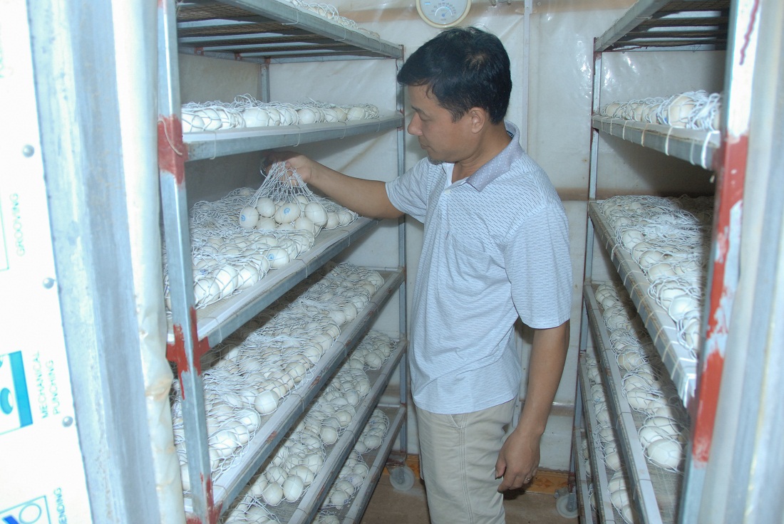Anh Đinh Văn Thắng, Giám đốc HTX Thắng Huệ (thị trấn Đầm Hà, huyện Đầm Hà) kiểm tra sản phẩm trứng gà được ấp trong lò điện.