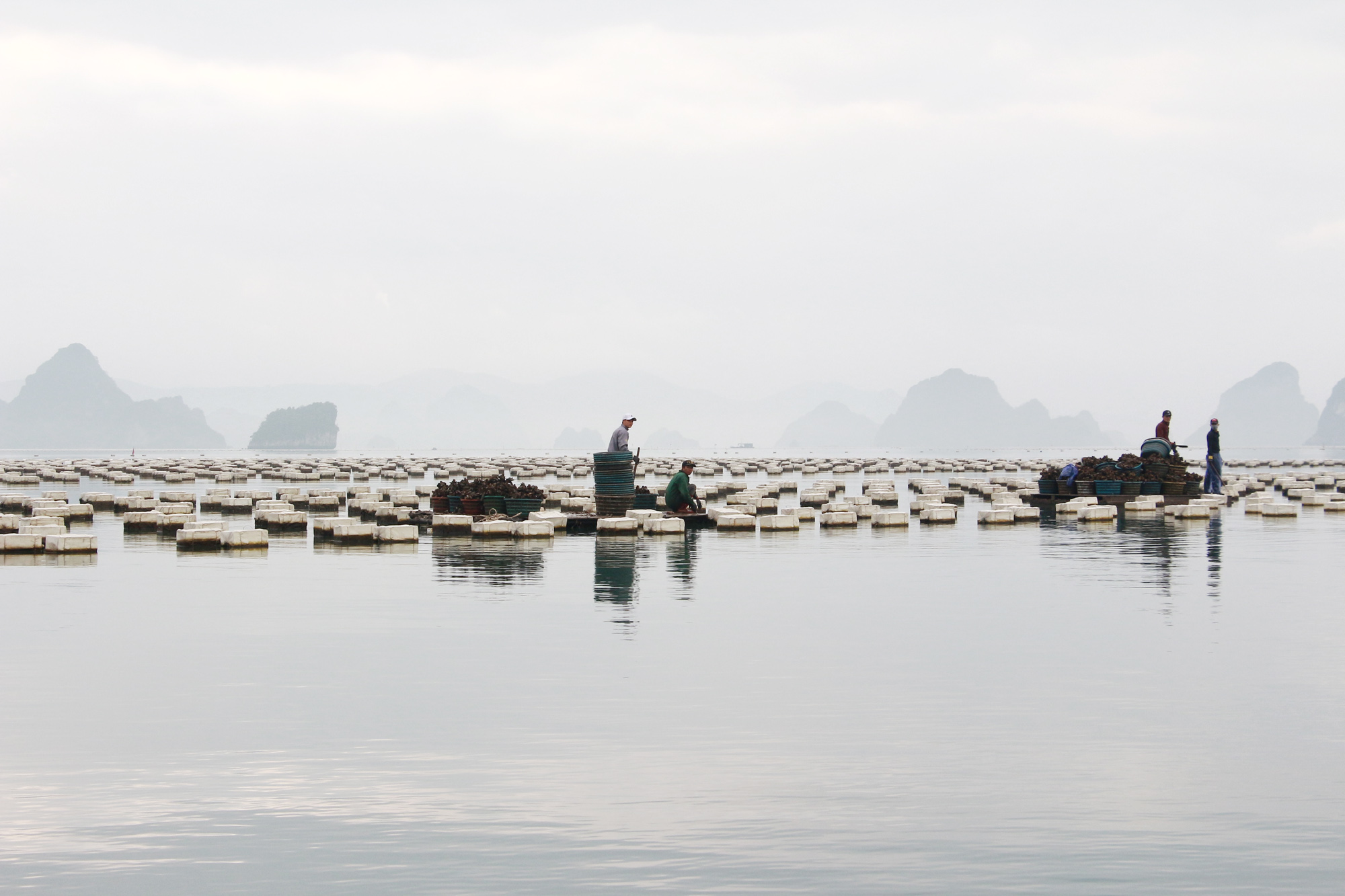 Mô hình nuôi trồng nhuyễn thể của ngư dân huyện Vân Đồn. Ảnh: Mạnh Trường.