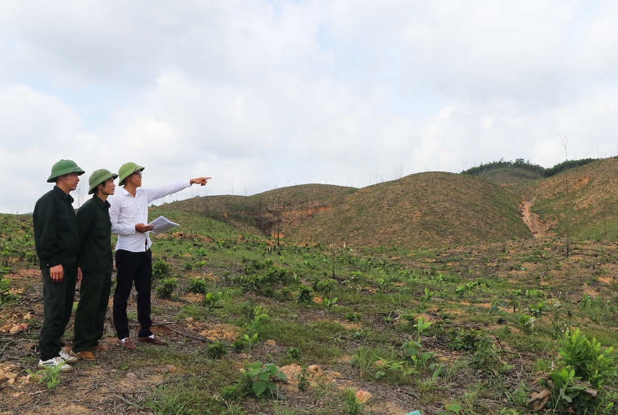Cán bộ Công ty TNHH MTV Lâm nghiệp Cẩm Phả khảo sát diện trồng rừng trước khi trồng mới.