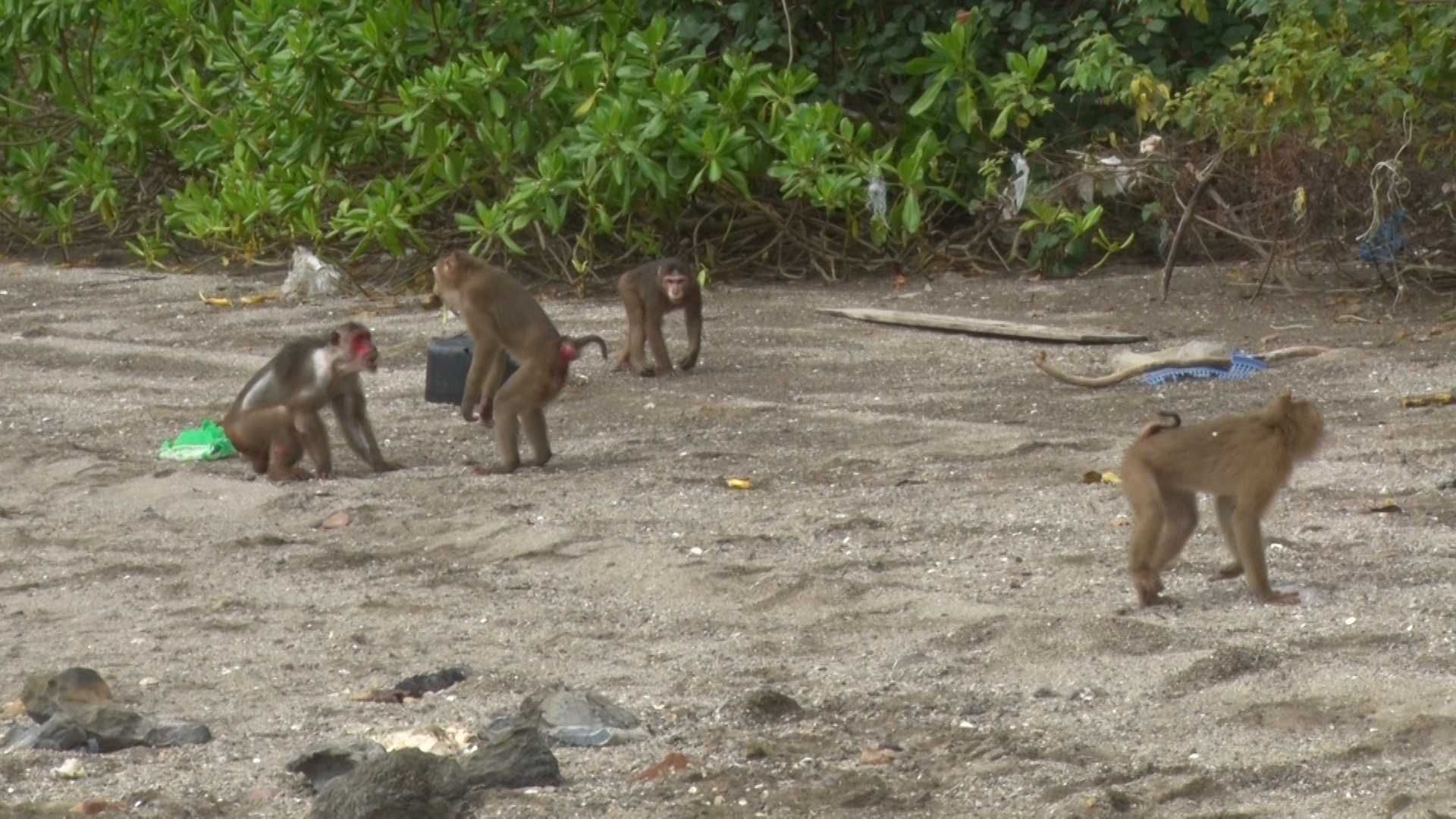 Các cá thể Khỉ được thả về môi trường tự nhiên