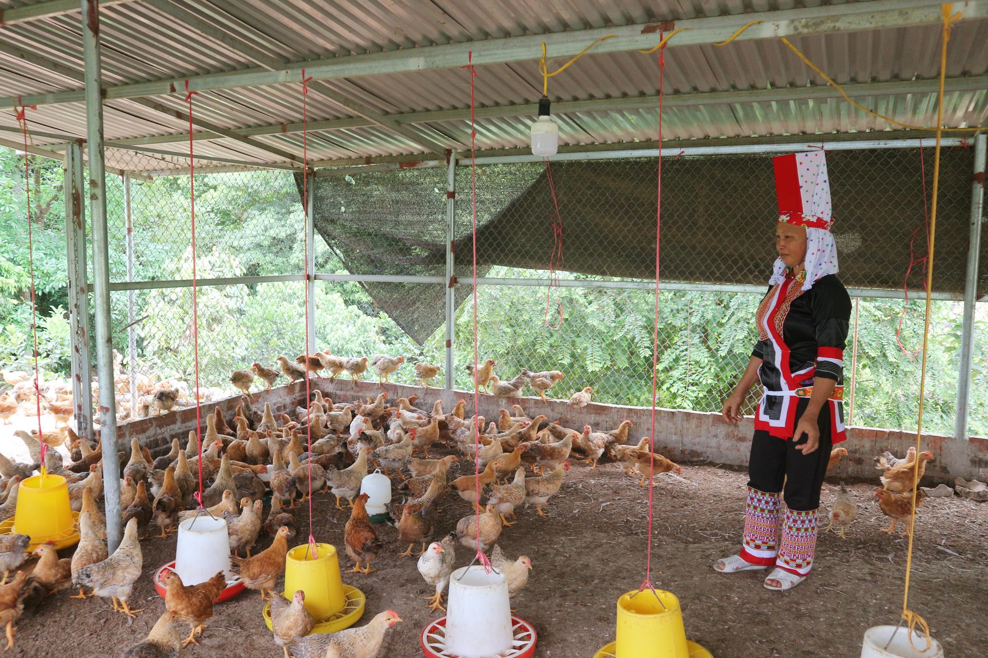 Chị Lý Thị Mai, thôn Đồng Mộc, xã Đông Ngũ (huyện Tiên Yên) đang chăm sóc đàn gà của gia đình.