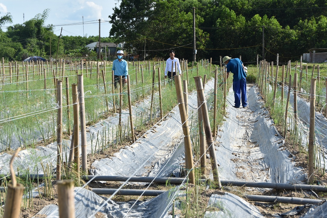 Vườn măng tây của hộ anh Trương Thế Đô (xã Đại Bình (huyện Đầm Hà) đang trong thời kỳ thu hoạch. Đây là 1 trong những mô hình sản xuất rau an toàn tiêu biểu của huyện Đầm Hà.