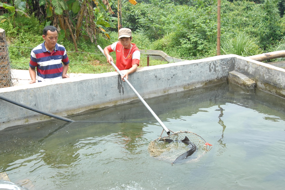 Mô hình nuôi cá tầm ở bản Khe Tiền, xã Đồng Văn là ví dụ điển hình cho sự năng động, chịu khó tìm hướng đi mới của nông dân vùng cao của Bình Liêu.