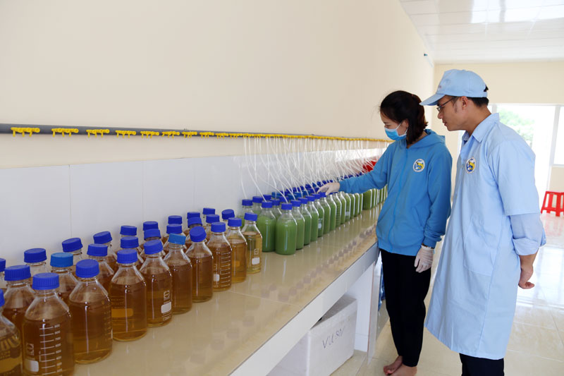 Sản xuất tảo nuôi tôm tại Dự án đầu tư