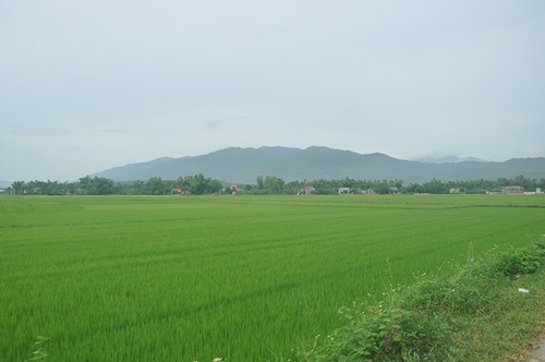 Khung cảnh làng quê yên bình ở xã Đại Nghĩa, huyện Đại Lộc (Quảng Nam)