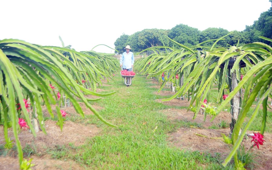 ông Lãnh Văn Chưng (thôn Thượng Thông) n xã Hồng Thái Đông (TX Đông Triều). về mô hình trồng thanh long ruột đỏ.