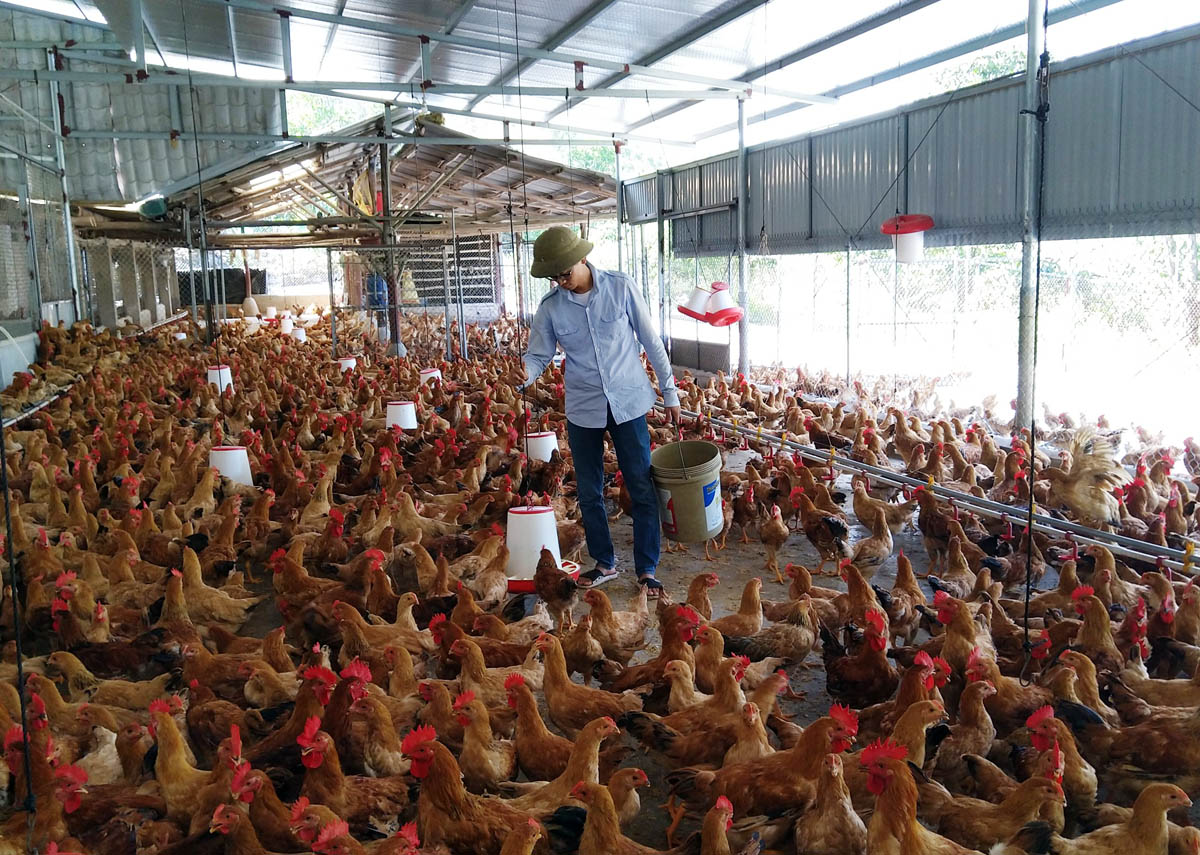 Mô hình trang trại chăn nuôi tổng hợp của hộ anh Nguyễn Việt Phương, xã Tiên Lãng, huyện Tiên Yên cho thu nhập 500-700 triệu đồng mỗi năm.