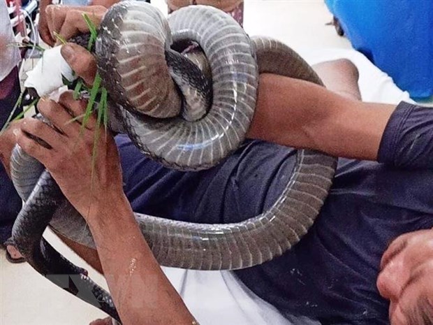 Anh Tâm vẫn giữ trong tay con rắn hổ mang khi được đưa đến cấp cứu tại bệnh viện. (Ảnh: TTXVN phát)