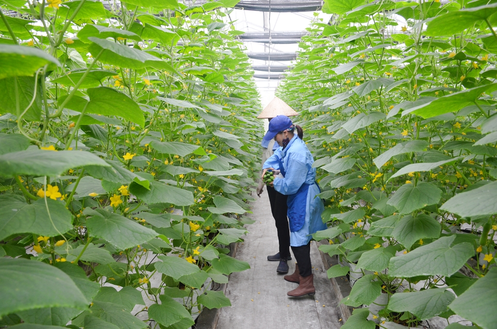 Chăm sóc rau trồng theo phương pháp thủy canh tại Công ty CP Đầu tư xây dựng và thương mại 188 (phường Mạo Khê, TX Đông Triều).