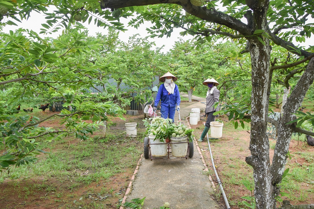 Nông dân xã Việt Dân, TX Đông Triều nổi danh với những vườn trồng na dai cho thu nhập hằng trăm triệu đồng mỗi năm.