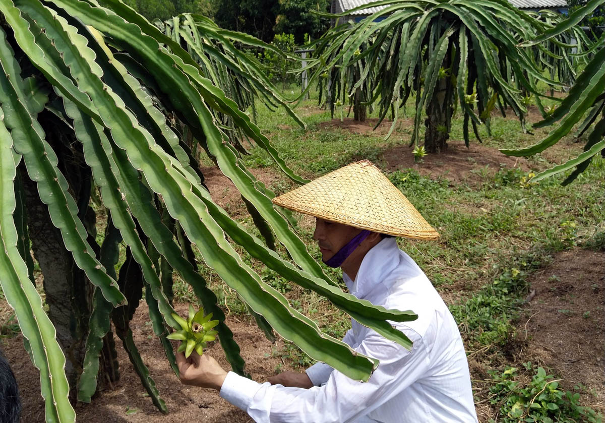 Mô hình trồng thanh long của hộ anh Đặng Văn Tiến (xã Dực Yên, huyện Đầm Hà) cho thu nhập 50-70 triệu đồng/năm.