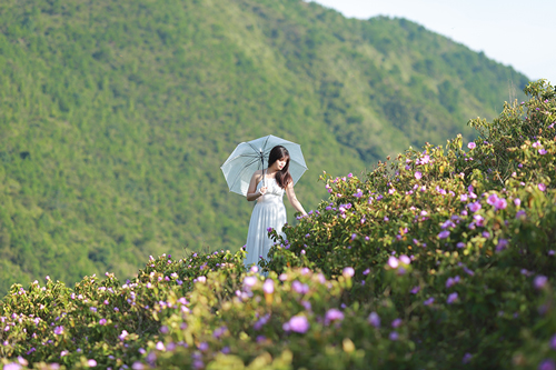 Hoa mua nở tím dọc núi Cao Ly
