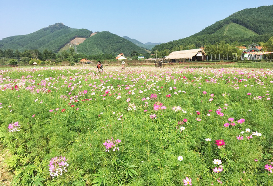 Thiên đường hoa Quảng La phát triển theo hướng mô hình du lịch sinh thái thay vì sản xuất hoa thương phẩm và các sản phảm từ hoa, dược liệu.