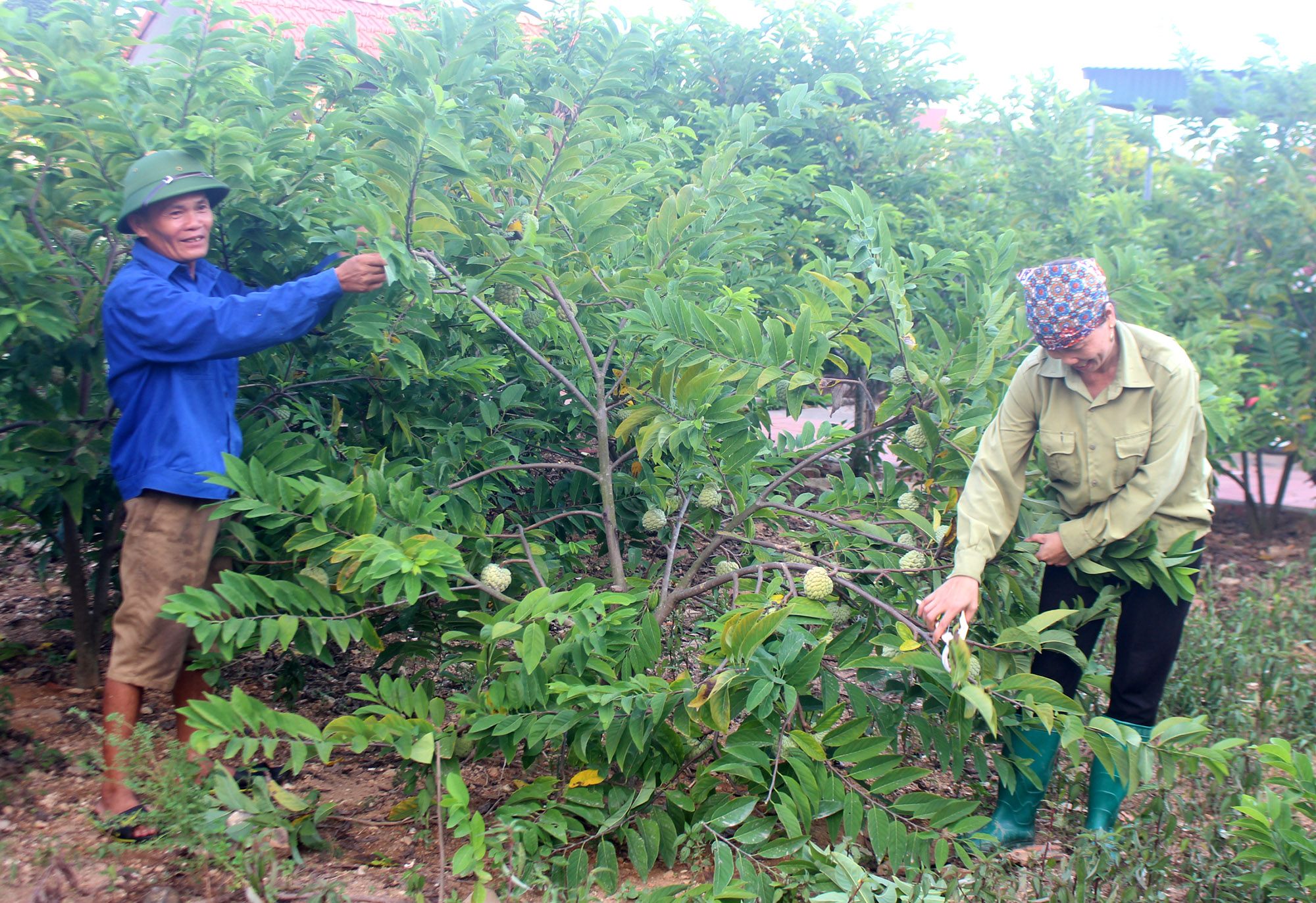 Hộ chị Nguyễn Thị Chí, xóm Vườn Chay, đã chuyển đổi hơn 1200m2 trồng nhãn sang trồng cây na bở.