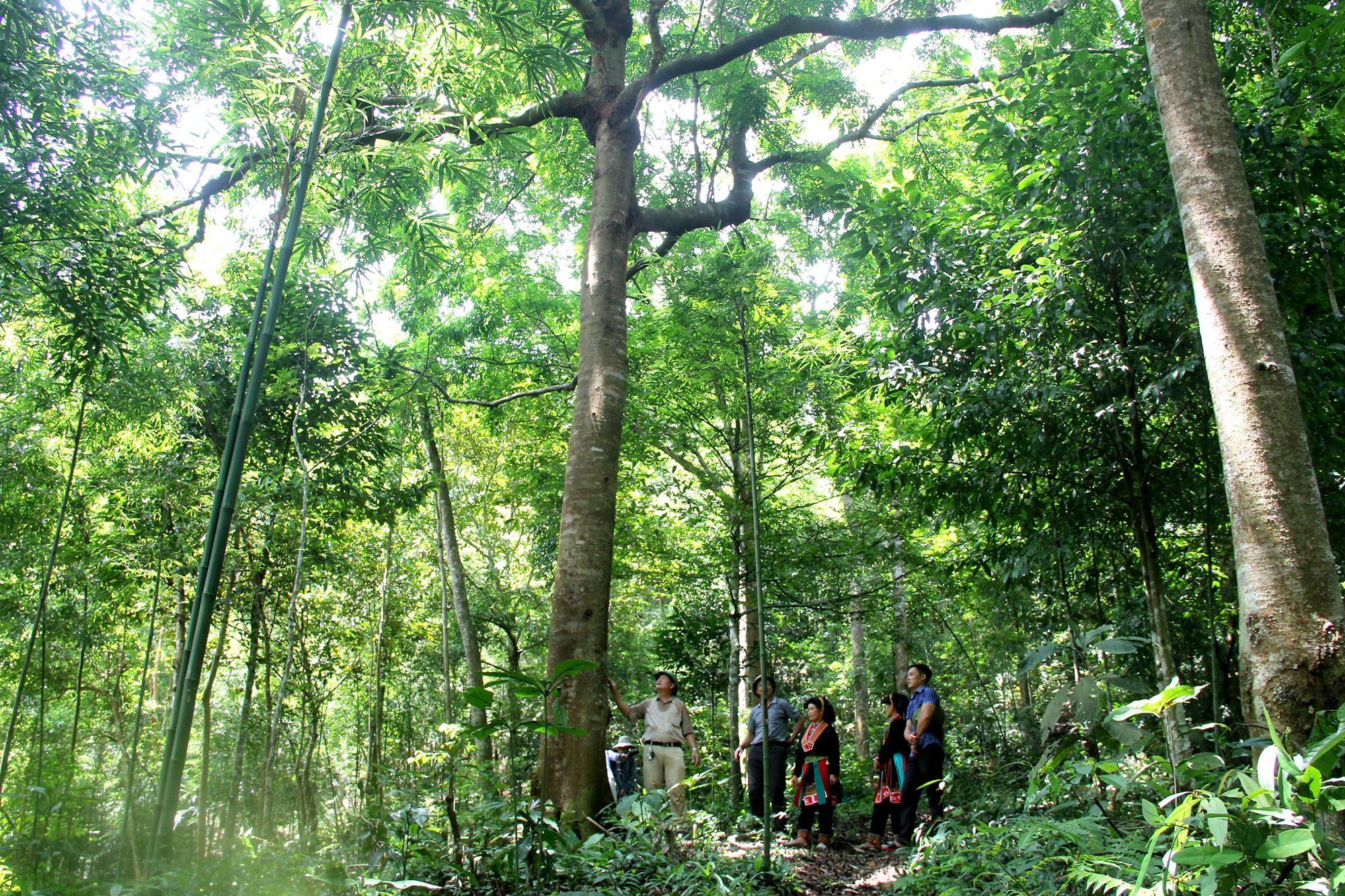 Trồng rừng gỗ lớn là một trong những đề án phát triển lâm nghiệp theo hướng bền vững tại Quảng Ninh.