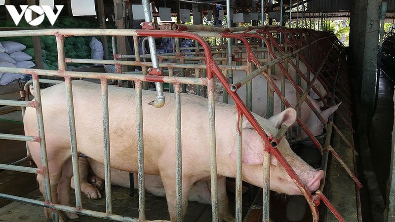 Giá lợn hơi xuống quanh mức 80.00 đồng/kg, nhiều địa phương tái đàn trên 100%.