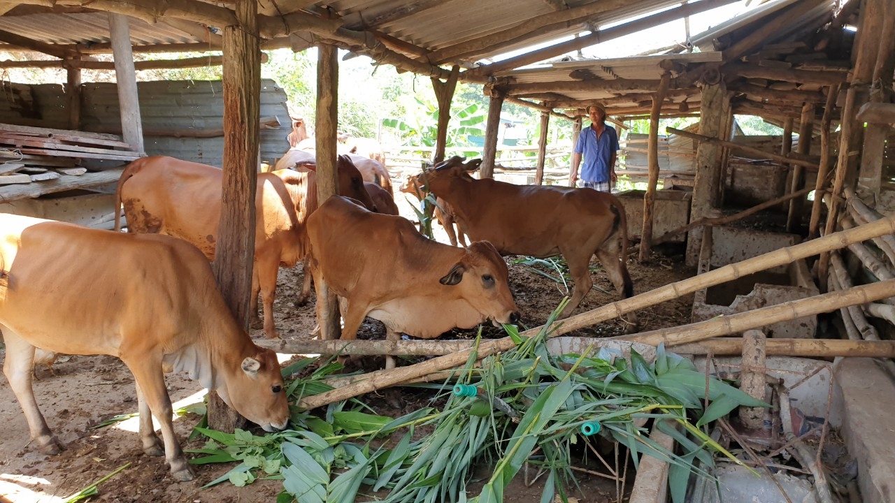 Mô hình nuôi bò đem lại thu nhập cao cho một hộ dân ở thôn Nam Hả Ngoài, xã Nam Sơn, Ba Chẽ.