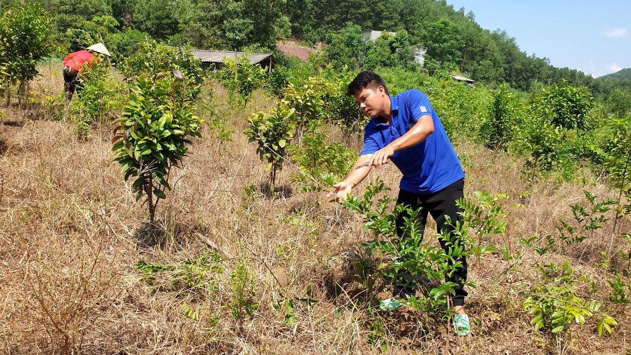 Mô hình trồng cây cát sâm, trà hoa vàng, ổi đã giúp gia đình anh Nguyễn Văn Hậu, thôn Loỏng Toỏng thoát nghèo.
