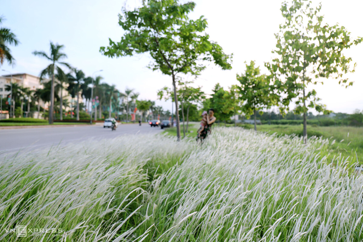 Cuối tháng 8, đồng hoa cỏ lau rộng 10 m, dài hơn 500 m bên đường Xô Viết Nghệ Tĩnh, hướng từ quảng trường Trần Phú lên quốc lộ 1A, bắt đầu nở rộ, trắng xóa cả một vùng.
