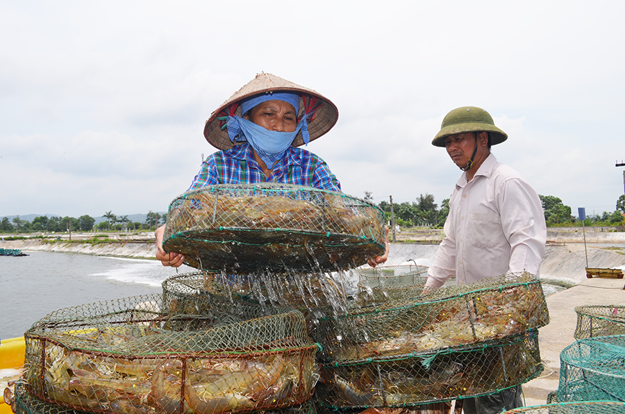 1ha tôm nuôi công nghiệp người dân Móng cái thu cao gấp 70 lân nuoi tự nhiên.