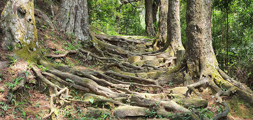 Rễ cây đan vào đất tạo thành những bậc thang tự nhiên.