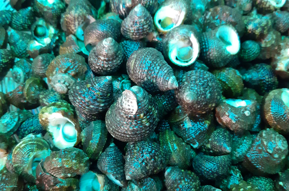 Sea snails can bring in 200,000-220,000 VND/kg and even more