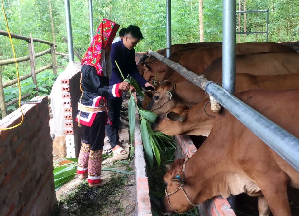 Anh Tằng A Sám, Bí thư Chi bộ, Trưởng thôn Khe Mọi, xã Đồng Văn chia sẻ với bà con nhân dân trong thôn về kinh nghiệm phát triển mô hình nuôi bò hiệu quả. 