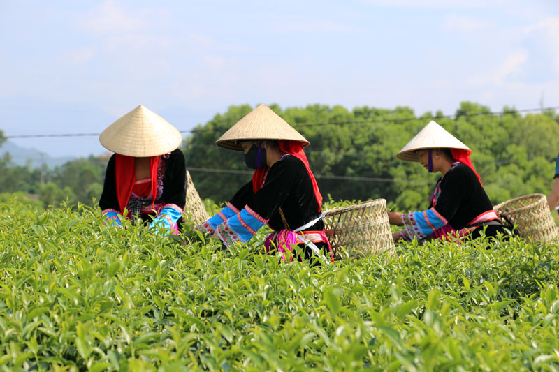 Hiện nay, huyện Hải Hà đã hình thành vùng trồng chè thâm canh theo tiêu chuẩn VietGAP với diện tích 60 ha (Trong ảnh: Thu hoạch chè tại xã Quảng Long)