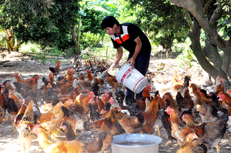 Dự án phát triển đàn gà râu trên địa bàn huyện được triển khai từ năm 2018 tại các xã Quảng Chính, Quảng Thịnh hiệu quả không cao và đến nay không còn thực hiện.