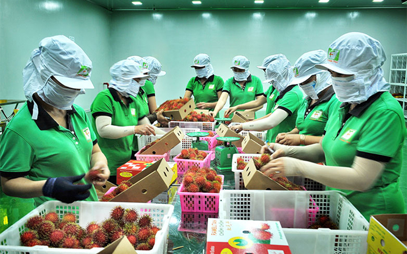 Đóng gói chôm chôm xuất khẩu tại Công ty TNHH Xuất, nhập khẩu trái cây Chánh Thu, huyện Chợ Lách, tỉnh Bến Tre. Ảnh: HỒ NGON