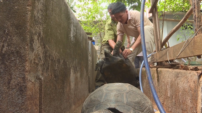 Hàng trăm con Rùa được phát hiện nuôi nhốt tại nhà ông Triển