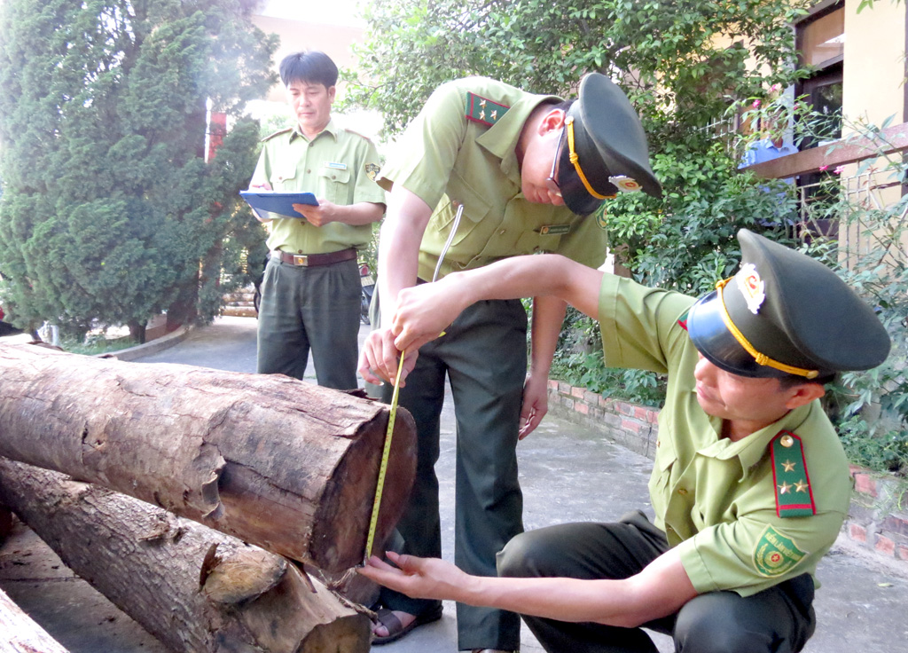 Lực lượng Kiểm lâm huyện kiểm đếm số gỗ tạp bị thu giữ.