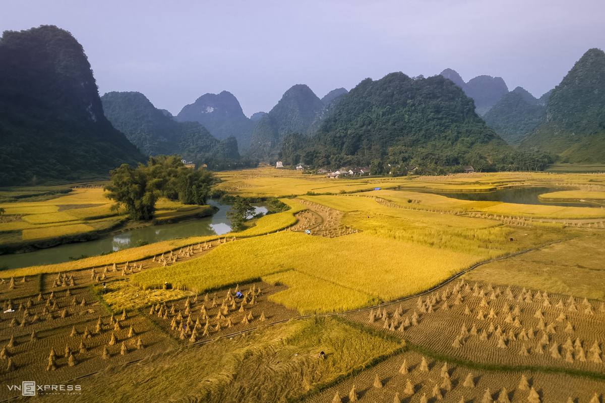Ruộng lúa chín vàng nằm xen lẫn với những thửa đã gặt xong nhìn từ trên cao ở Phong Nậm.