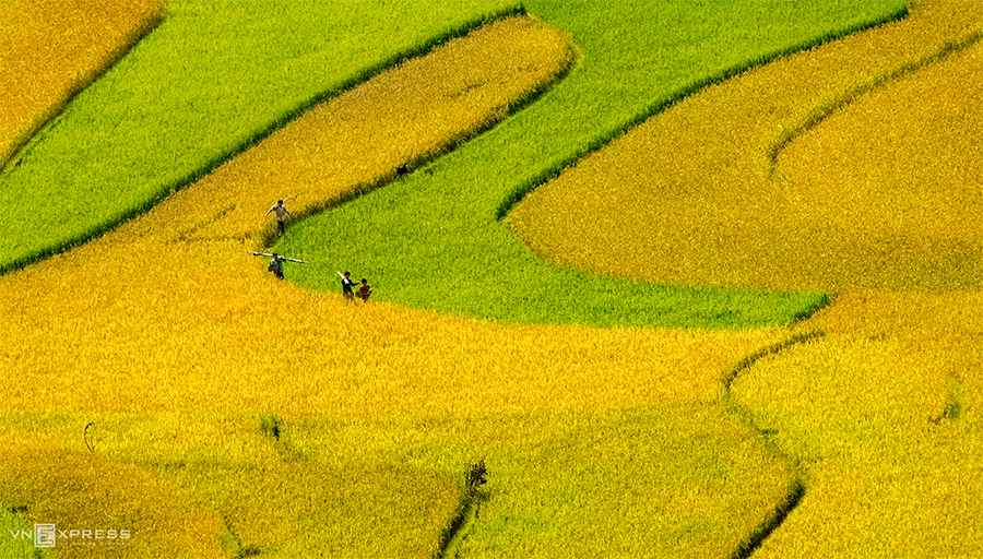 Cùng thời gian giữa tháng 9 đến đầu tháng 10, các thửa ruộng bậc thang vùng Tây Bắc cũng chuyển vào mùa gặt. Những sóng lúa xanh xen kẽ chín vàng ở Tú Lệ, trên cung đường tới Mù Cang Chải, Yên Bái.