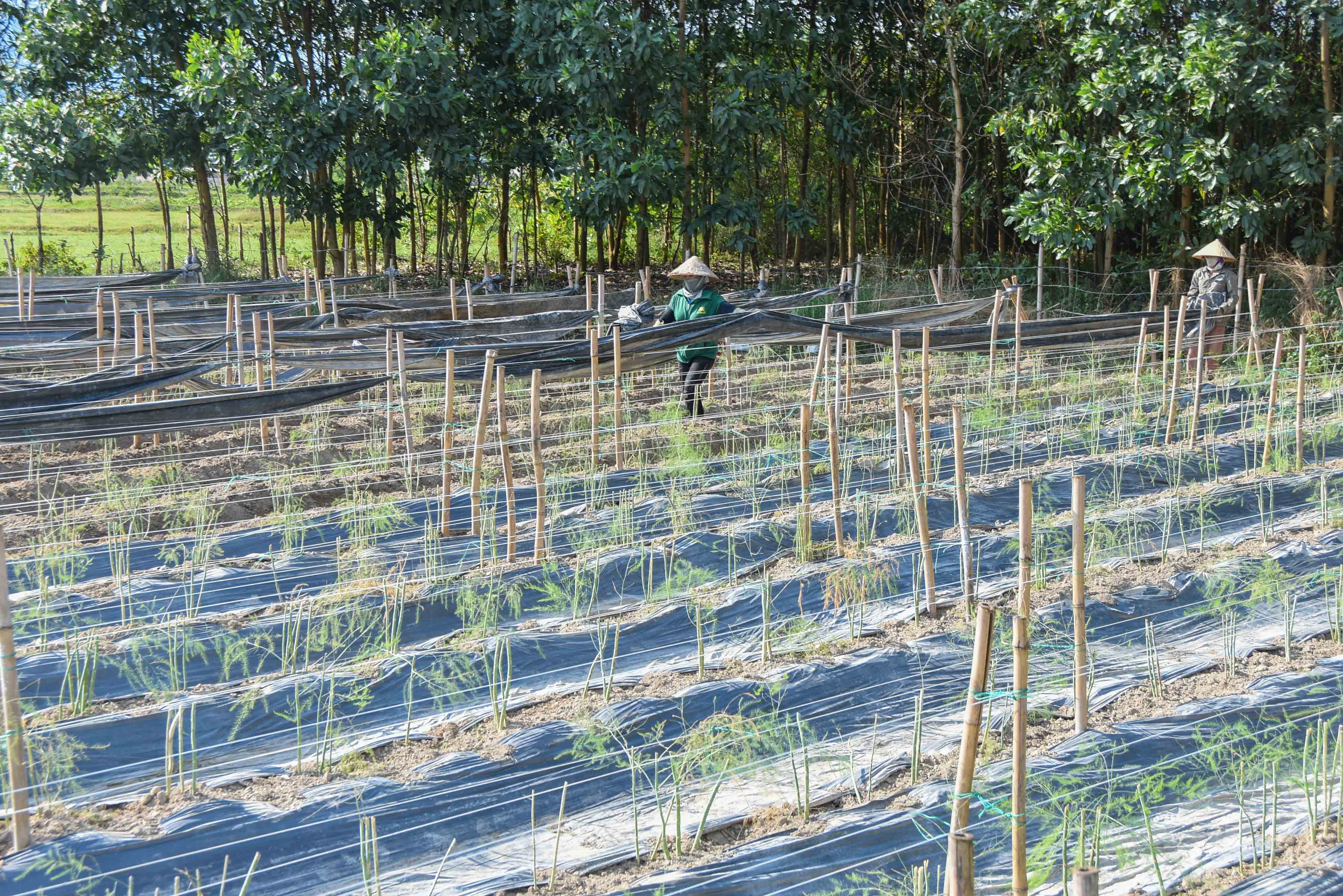 Mô hình trồng măng tây tại xã Đại Bình (huyện Đầm Hà) vừa được UBND huyện biểu dương điển hình trong phong trào thi đua sản xuất kinh doanh giỏi giai đoạn 2017-2020.