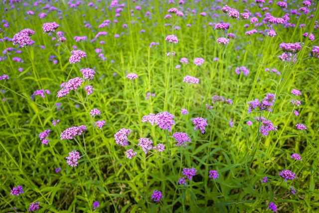 Hoa oải hương thảo có mùi thơm dịu gần giống với hoa oải hương của Pháp. Được biết, loài hoa này có nguồn gốc ở châu Âu. Tại Việt Nam, oải hương thảo đã được trồng ở Sa Pa nhưng gần đây mới xuất hiện ở Hà Nội. 