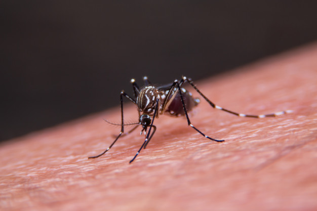 Muỗi là tác nhân làm lây truyền nhiều căn bệnh nguy hiểm cho con người. Ảnh: freepik.
