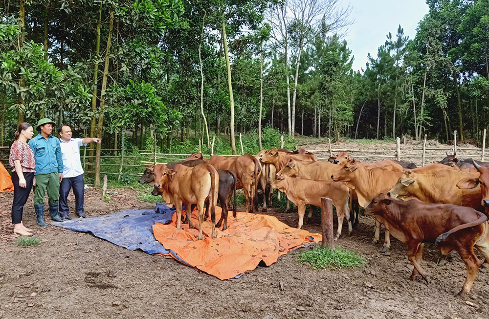 Đàn bò của gia đình ông Chu Vĩnh Hợp, thôn Hồng Tiến, xã Đạp Thanh, huyện Ba Chẽ.