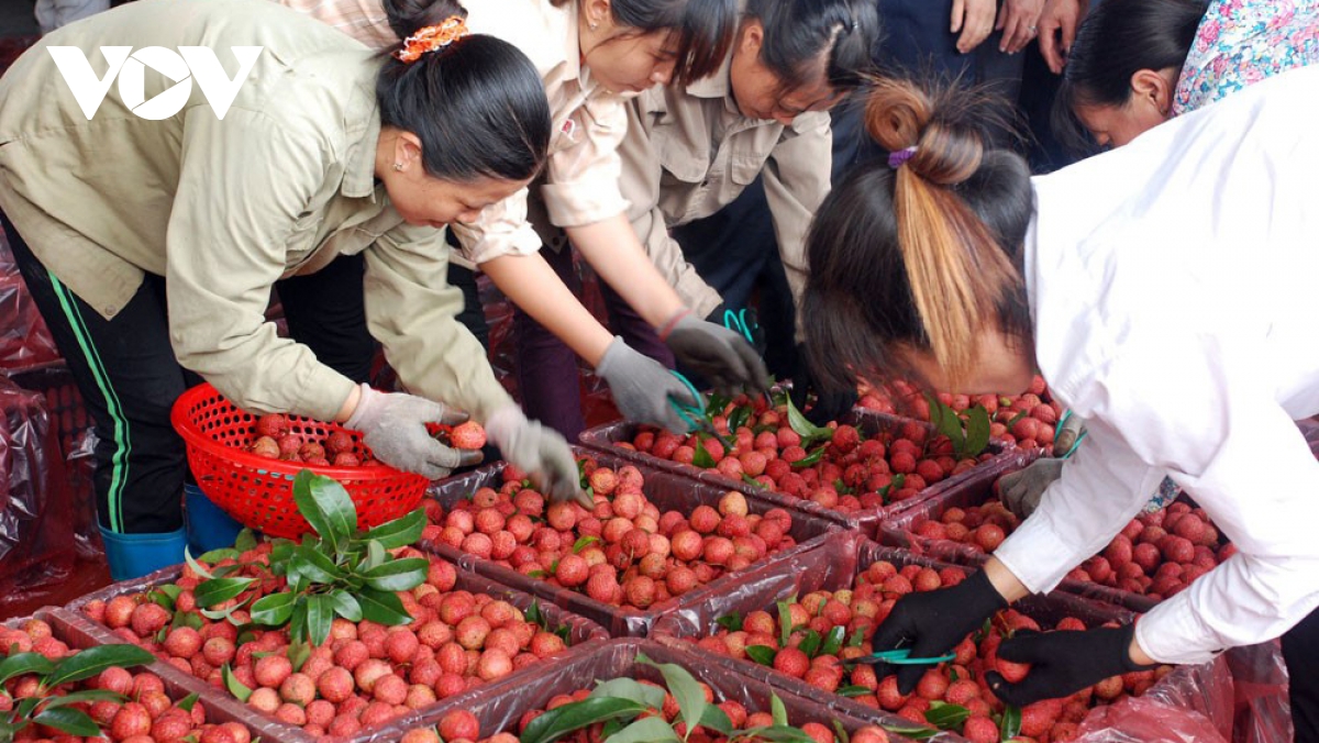 Cơ hội cho nông sản Việt Nam vào châu Âu sau khi EVFTA có hiệu lực.