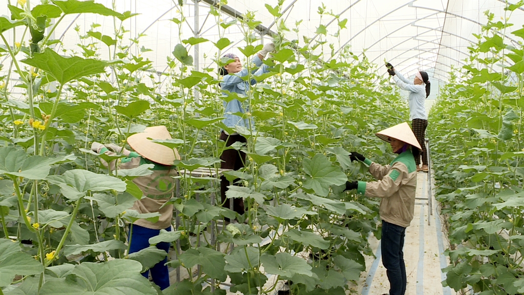 Trồng rau theo mô hình nông nghiệp công nghệ cao ở xã Quảng Tân, huyện Đầm Hà.