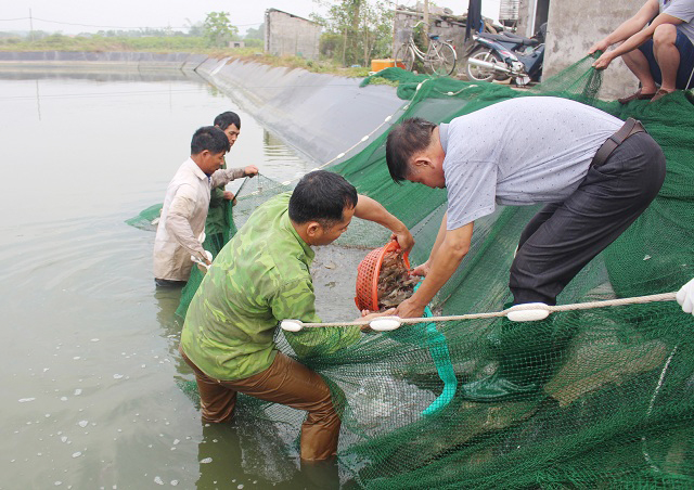 Người dân xã Quảng Thành (Hải Hà) tích cực thi đua đẩy mạnh phát triển sản xuất nông, lâm, thủy sản.