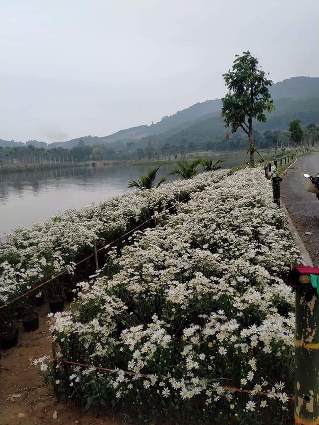 Xung quanh hồ là những dãy hoa cúc trắng muốt.