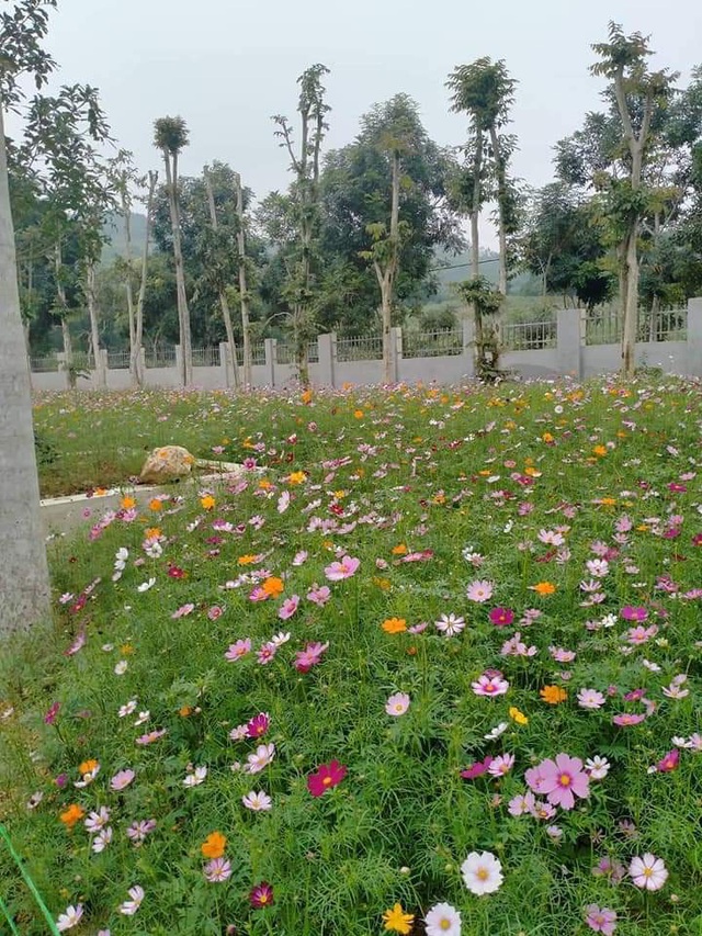 Hoa cánh bướm nở bung thu hút khách đến chụp ảnh.