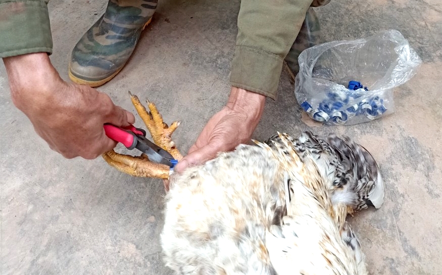 Đeo nhẫn cho gà là một hướng ứng dụng công nghệ trong nuôi gà thương phẩm tại Tiên Yên.