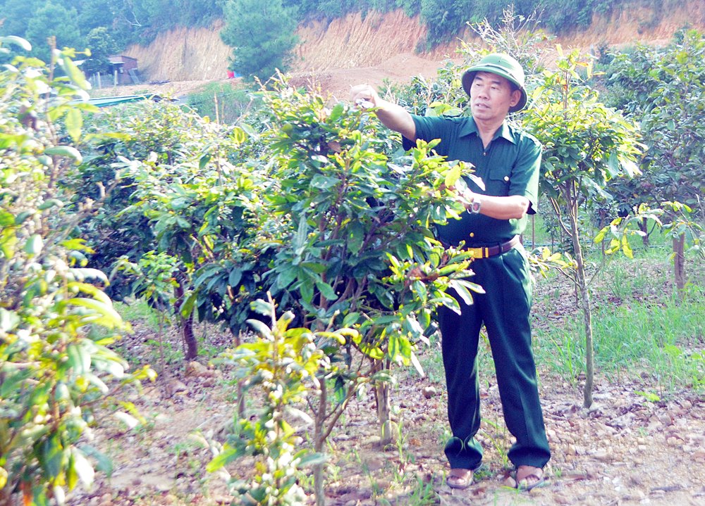 Sau nhiều lần chuyển đổi cây trồng, CCB Phạm Khắc Huyến lựa chọn trồng cây trà hoa vàng và mai vàng Yên Tử mang lại thu nhập cao.