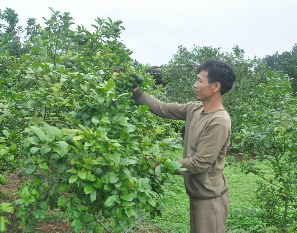 Mô hình trang trại trồng chanh ở xã Tân Bình, huyện Đầm Hà.