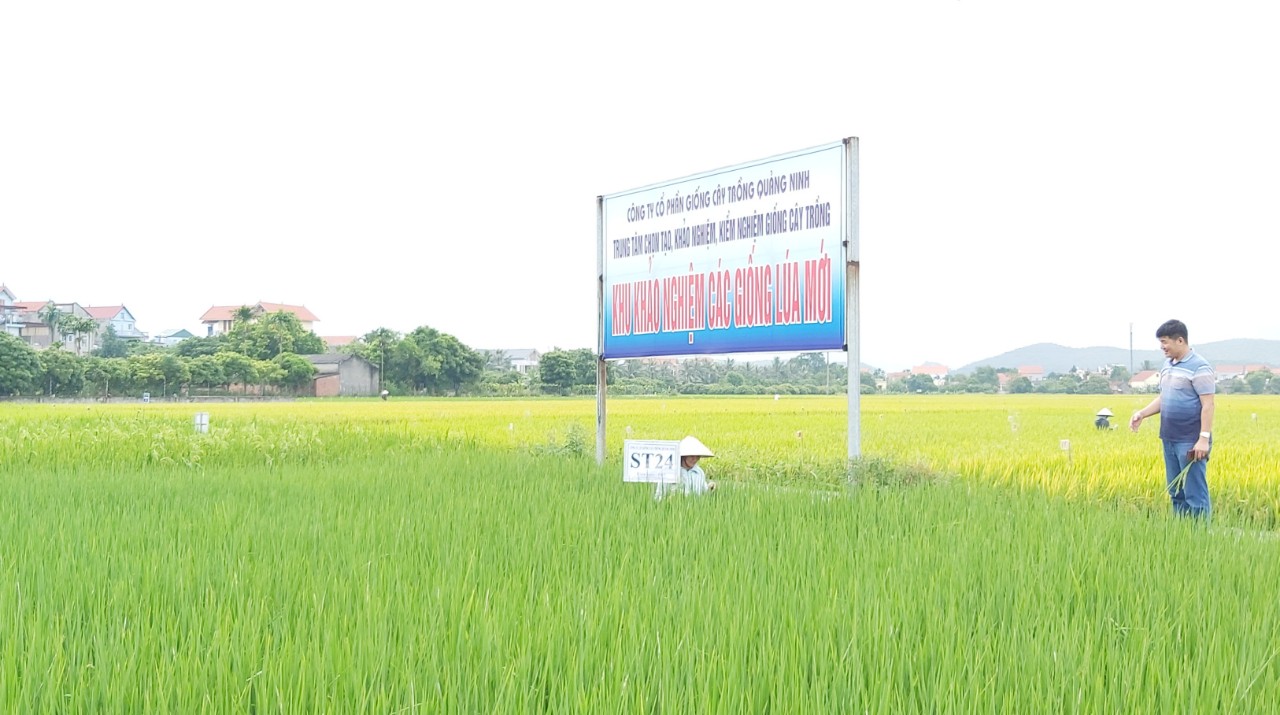 Khu vực trồng thử nghiệm các giống lúa của Công ty CP giống cây trồng Quảng Ninh.